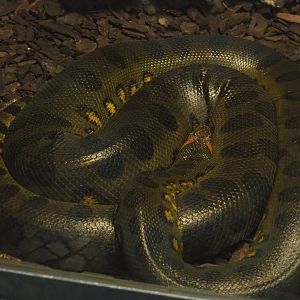 Green anaconda (Eunectes murinus), 2022-05-17