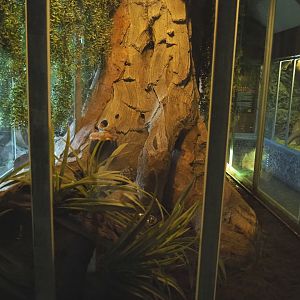 Spur-thighed tortoise terrarium, 2022-05-17