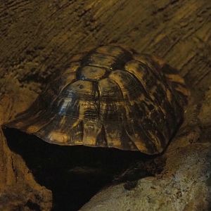 Spur-thighed tortoise(Testudo graeca), 2022-05-17