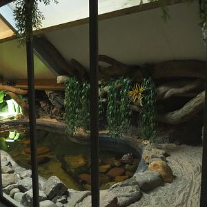 Cuvier's dwarf caiman exhibit, 2022-05-17