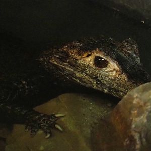 Cuvier's dwarf caiman (Paleosuchus palpebrosus), 2022-05-17
