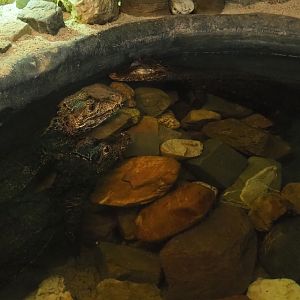 Cuvier's dwarf caimans (Paleosuchus palpebrosus), 2022-05-17