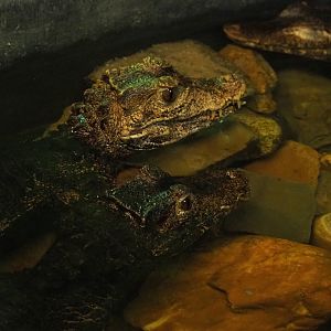Cuvier's dwarf caimans (Paleosuchus palpebrosus), 2022-05-17