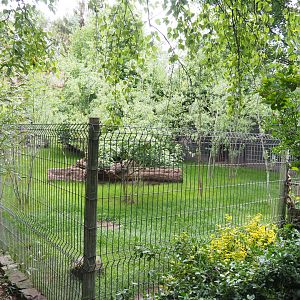 Kirk's dik-dik, African spurred tortoise and Demoiselle crane exhibit, 2022-05-17