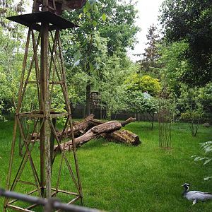 Kirk's dik-dik, African spurred tortoise and Demoiselle crane exhibit, 2022-05-17