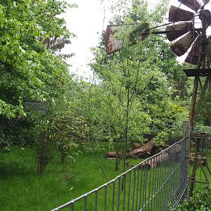 Kirk's dik-dik, African spurred tortoise and Demoiselle crane exhibit, 2022-05-17