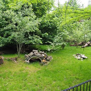 Kirk's dik-dik, African spurred tortoise and Demoiselle crane exhibit, 2022-05-17