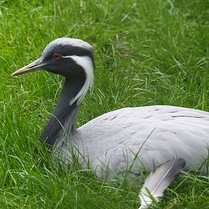 Demoiselle crane (Anthropoides virgo), 2022-05-17