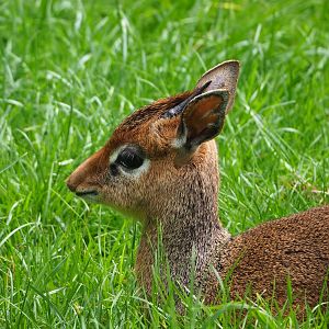 Kirk's dik-dik (Madoqua kirkii), 2022-05-17