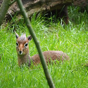 Kirk's dik-dik (Madoqua kirkii), 2022-05-17