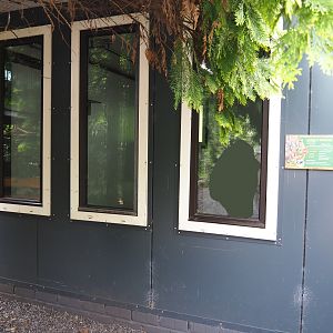 Kirk's dik-dik, African spurred tortoise, Demoiselle crane and Eclectus parrot house, 2022-05-17