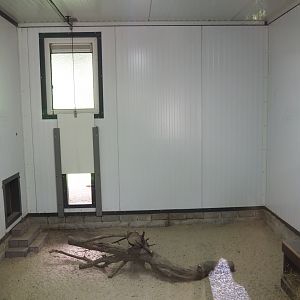 Kirk's dik-dik indoor exhibit, 2022-05-17