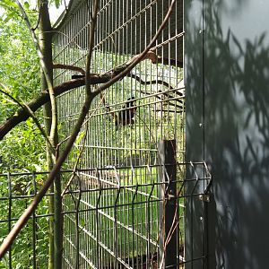 Eclectus parrot cage next to the dik-dik house,  2022-05-17