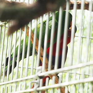 Eclectus parrot pair (Eclectus roratus), 2022-05-17