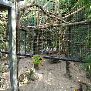 Malacca Prevost's squirrel and Golden pheasant exhibit,  2022-05-17