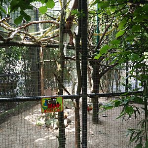 Malacca Prevost's squirrel and Golden pheasant exhibit,  2022-05-17