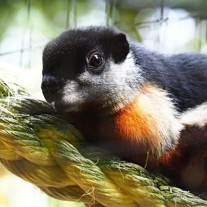 Malacca Prevost's squirrel (Callosciurus prevostii prevostii),  2022-05-17