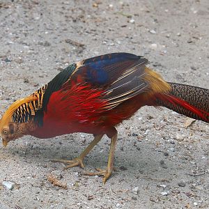 Golden pheasant (Chrysolophus pictus), 2022-05-17