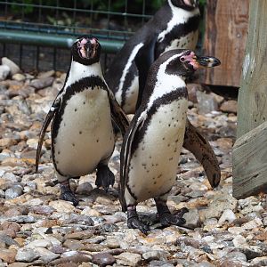 Humboldt penguins (Spheniscus humboldti), 2022-05-17