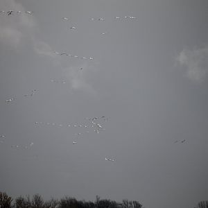 Snow Goose Migration (Anser caerulescens)