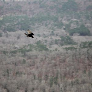 Turkey Vulture (Cathartes aura)