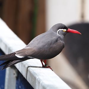 Inca tern (Larosterna inca), 2022-05-17