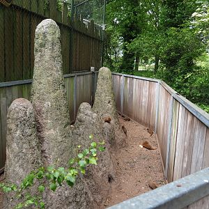 Dwarf mongoose exhibit, 2022-05-17