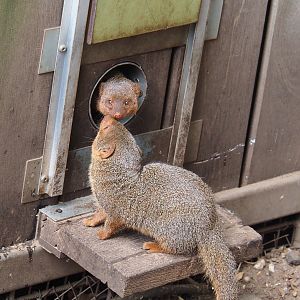 Dwarf mongooses (Helogale parvula), 2022-05-17