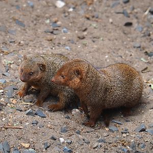 Dwarf mongooses (Helogale parvula), 2022-05-17