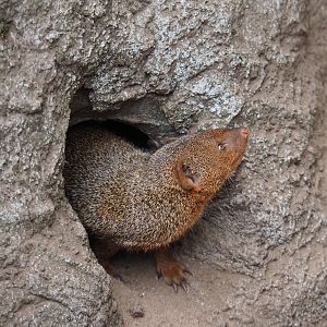 Dwarf mongoose (Helogale parvula), 2022-05-17