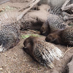 Indian crested porcupines (Hystrix indica), 2022-05-17