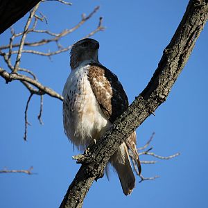 Red-Tailed Hawk (Buteo jamaicensis)