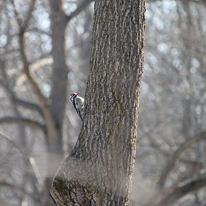Yellow Bellied Sapsucker (Sphyrapicus varius)