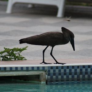 Hamerkop and Dragonfly at the hotelpool