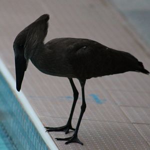 Hamerkop