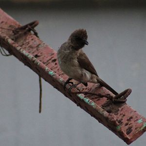 Common garden bulbul