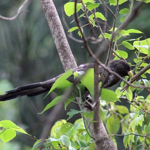 Western grey plantain-eater