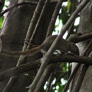 Gambian sun squirrel - Heliosciurus gambianus