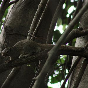Gambian sun squirrel - Heliosciurus gambianus