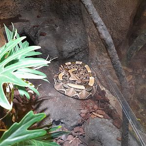 Gabon viper