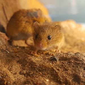 Eurasian harvest mouse