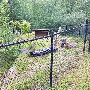 Indian Crested Porcupine Exhibit