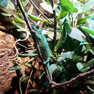Panther chameleon