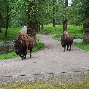 Ciri & Rikka (American Bison)