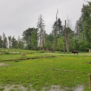 North American Wilds Enclosure