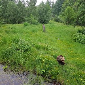 Grizzly Bear Enclosure