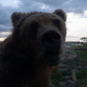 Eurasian brown bear