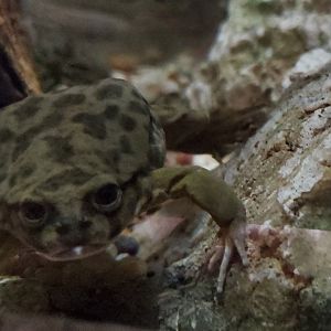 Frog ID help - At San Diego Zoo (February 2022)