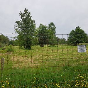 Domestic Donkey, American Miniature Horse, & Dwarf Zebu Enclosure