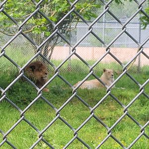 Boomer (African Lion) & Tess (White Lioness)